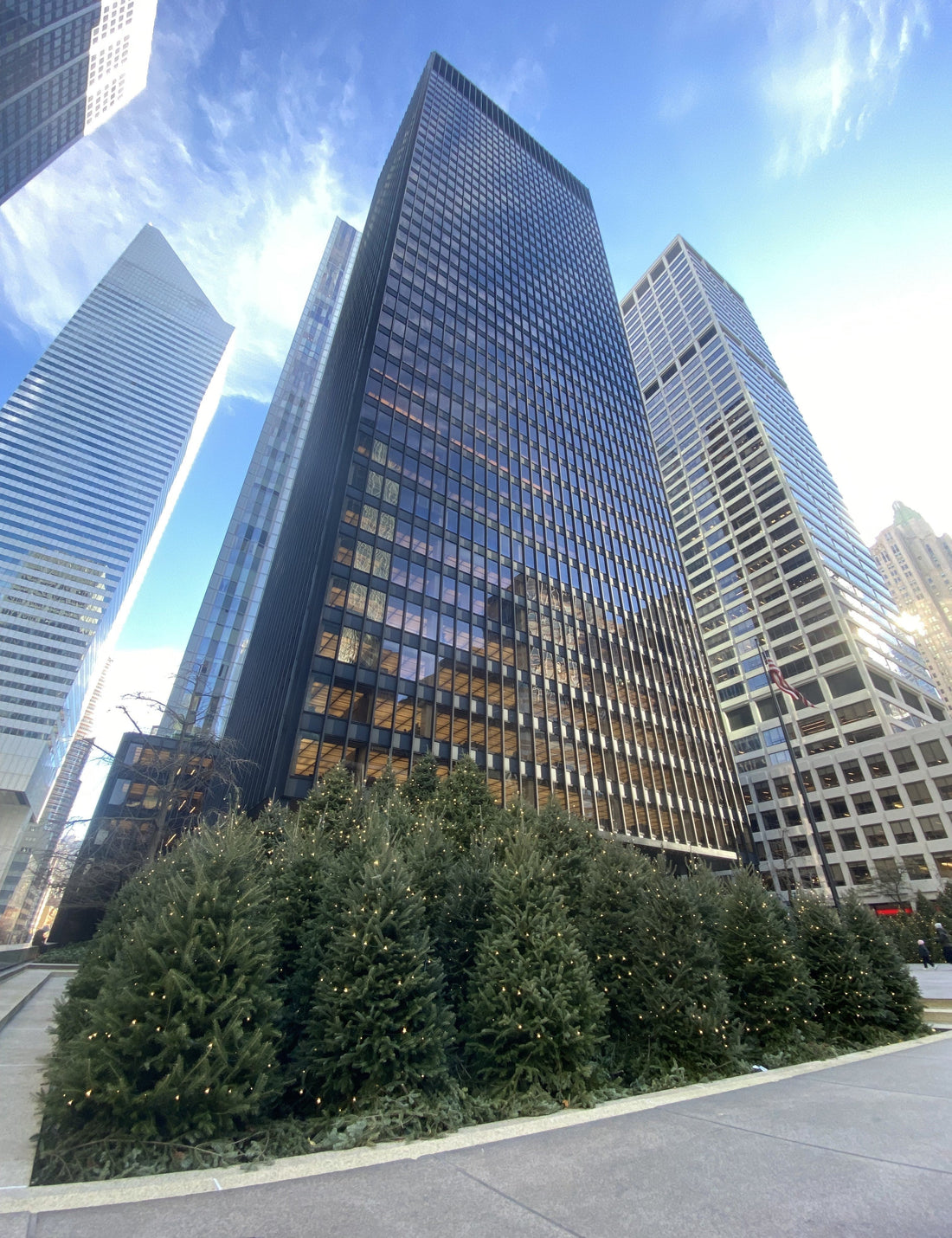 Trees in the foreground with tall city skyscrapers rising above.